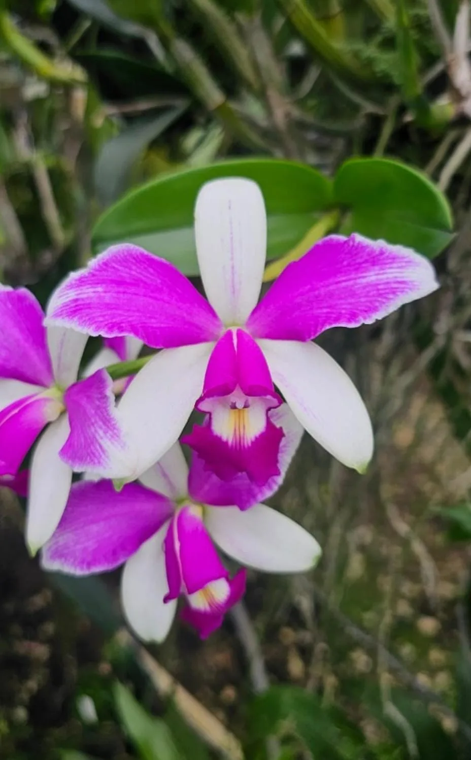 CATTLEYA VIOLACEA SEMI-ALBA 'STRIATA'