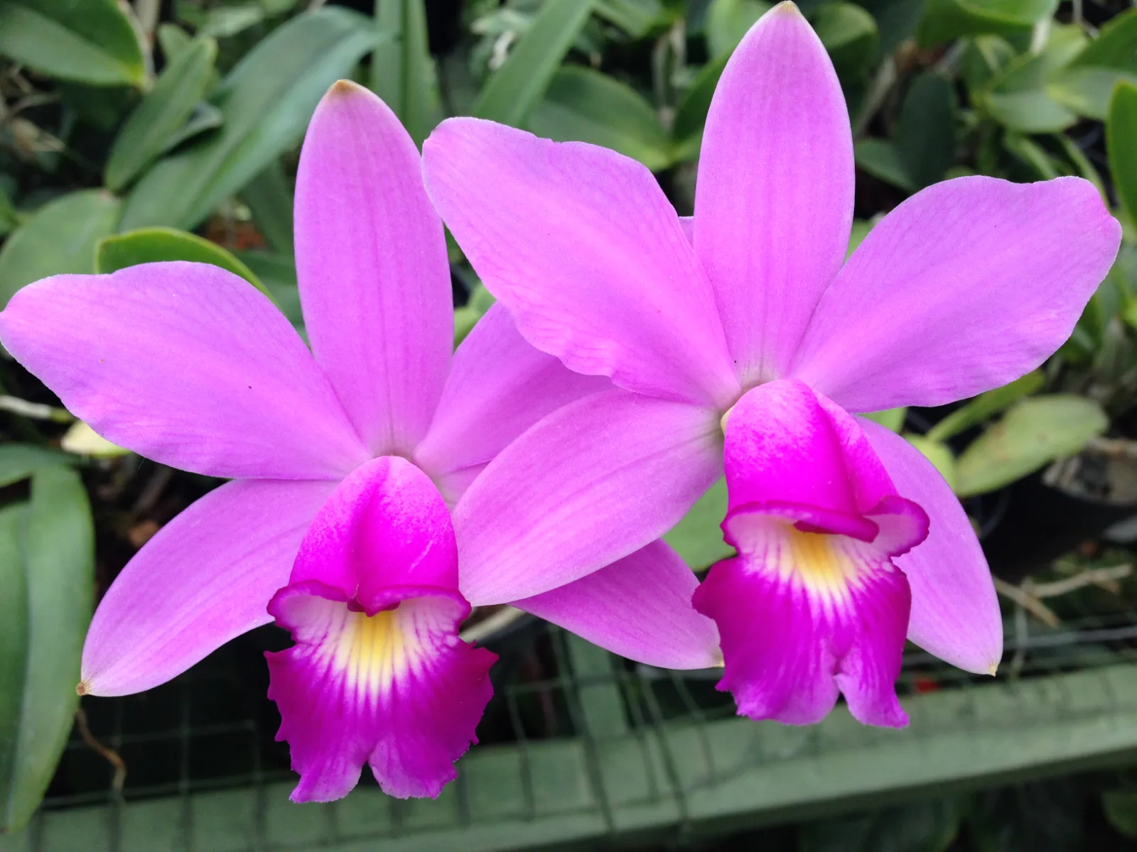 CATTLEYA VIOLACEA TIPO 