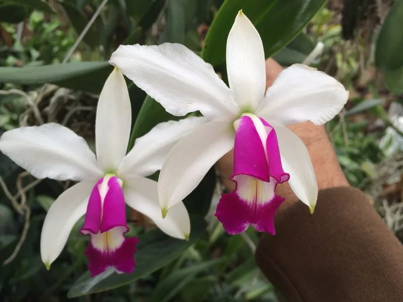 CATTLEYA VIOLACEA SEMI-ALBA 