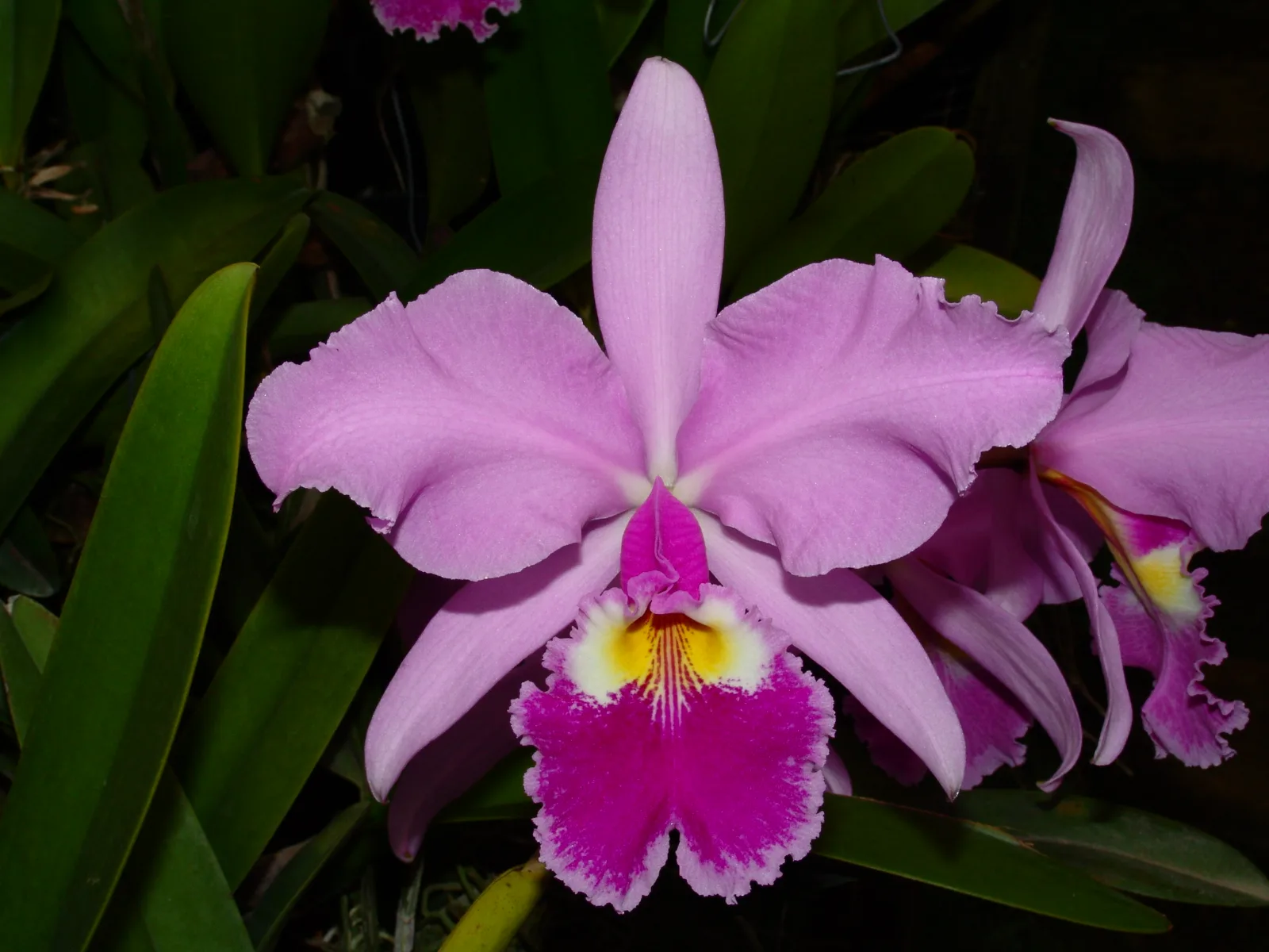CATTLEYA WARSCEWICZII TIPO 'SANDERIANA'