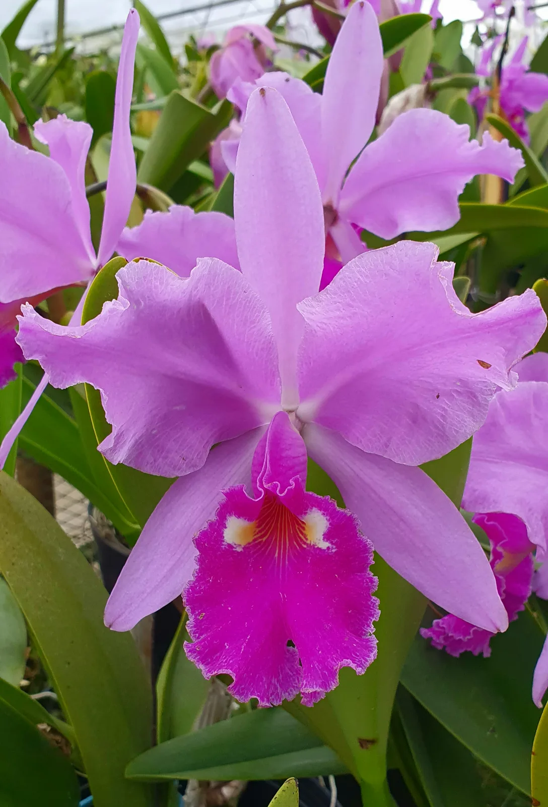CATTLEYA WARSCEWICZII TIPO 