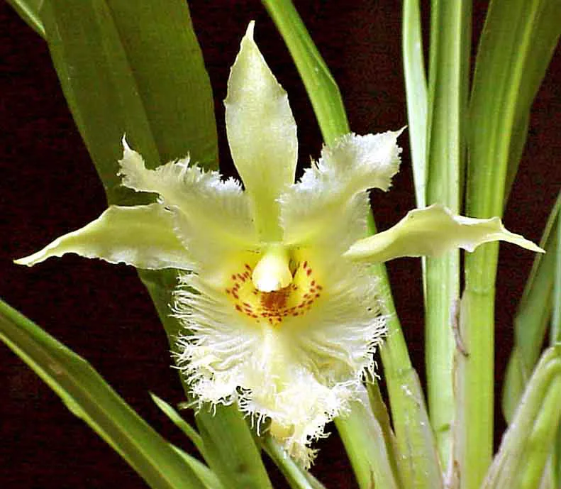 CHONDROSCAPE AMABILIS  