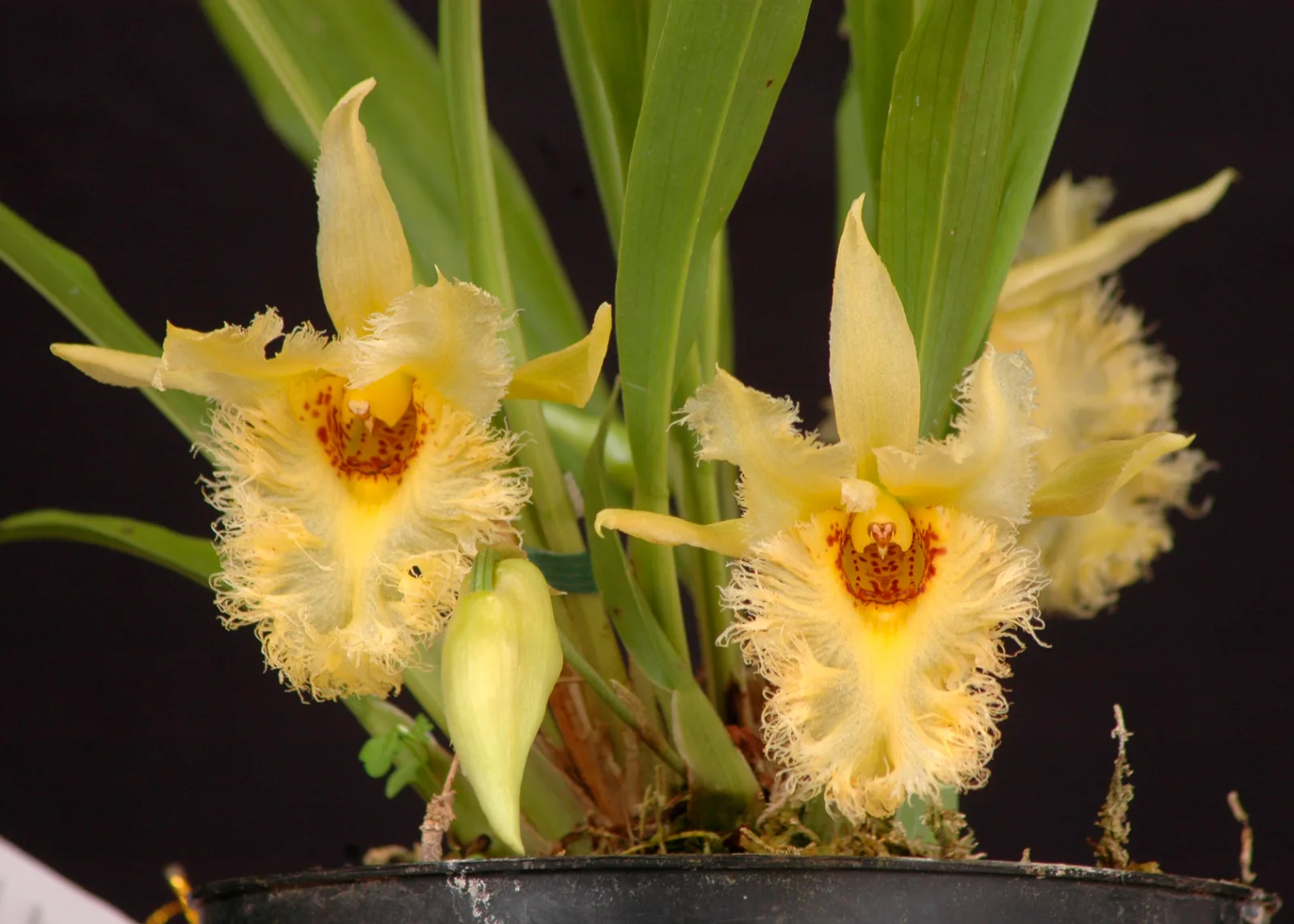 CHONDROSCAPE CHESTERTONI  