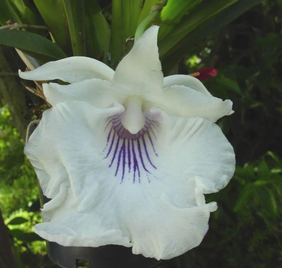 WARSCEWICZELLA AMAZONICA  