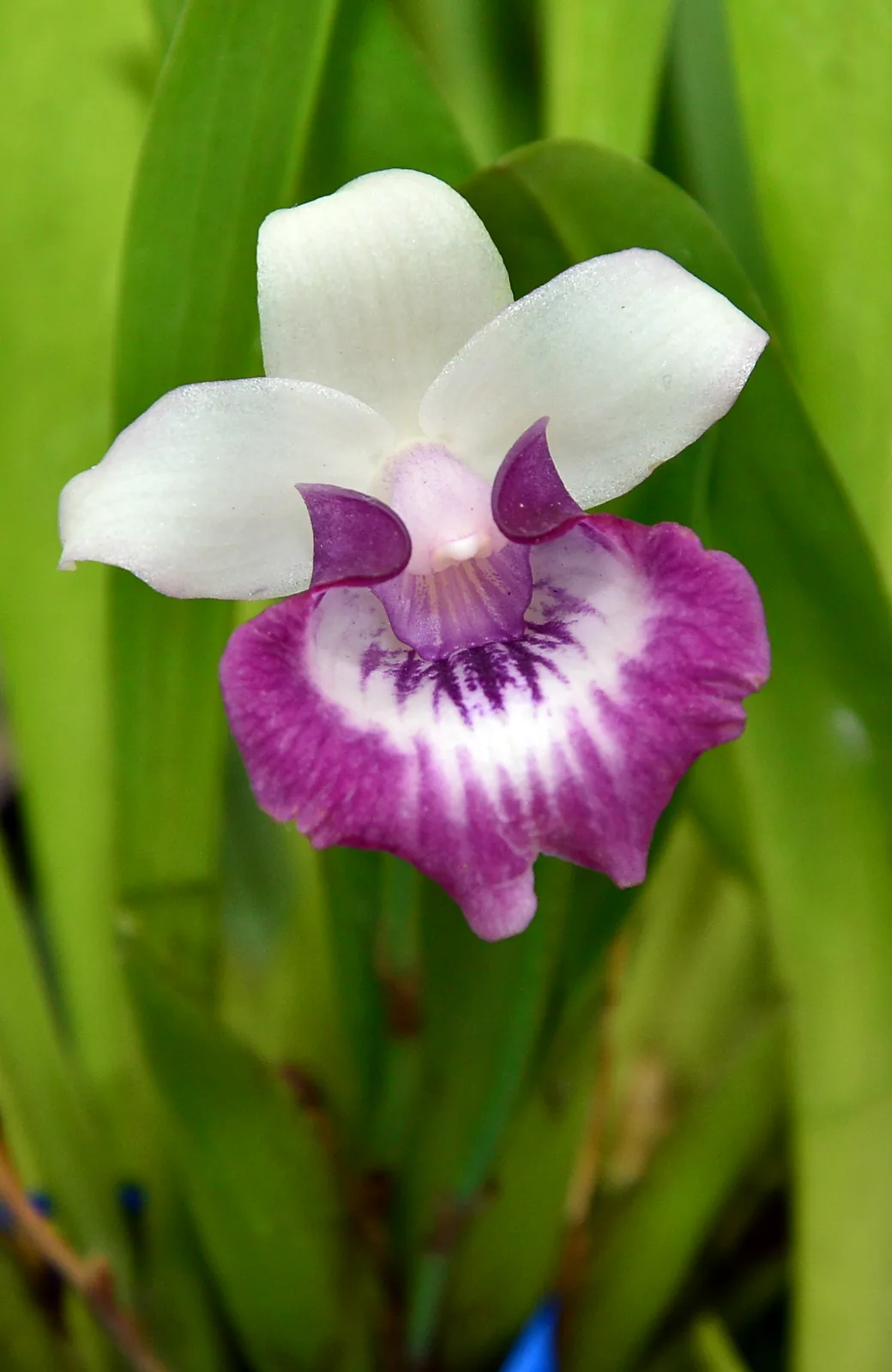 WARSCEWICZELLA MARGINATA  