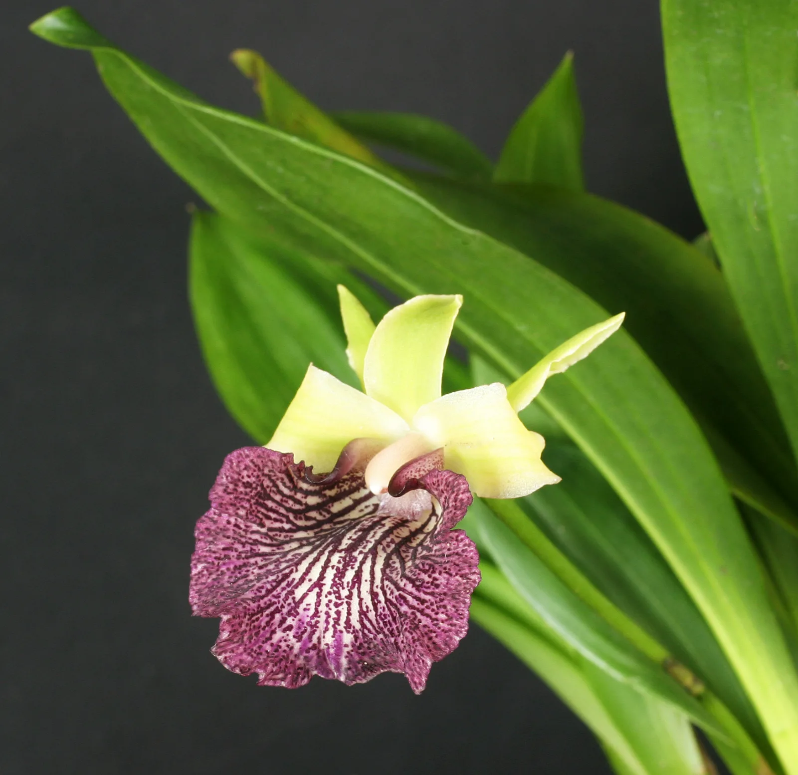 WARSCEWICZELLA TIMBIENSE  