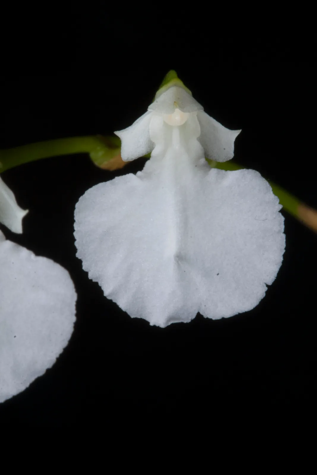 COMPARETTIA FALCATA ALBA 