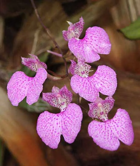 COMPARETTIA MACROPLECTRON  