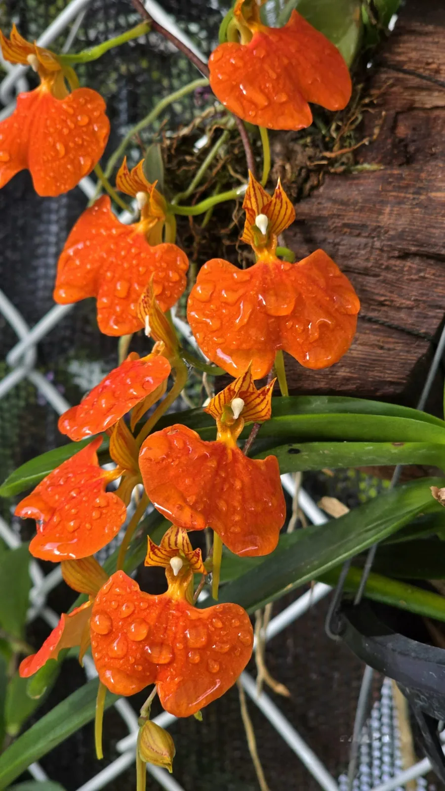 COMPARETTIA SPECIOSA  