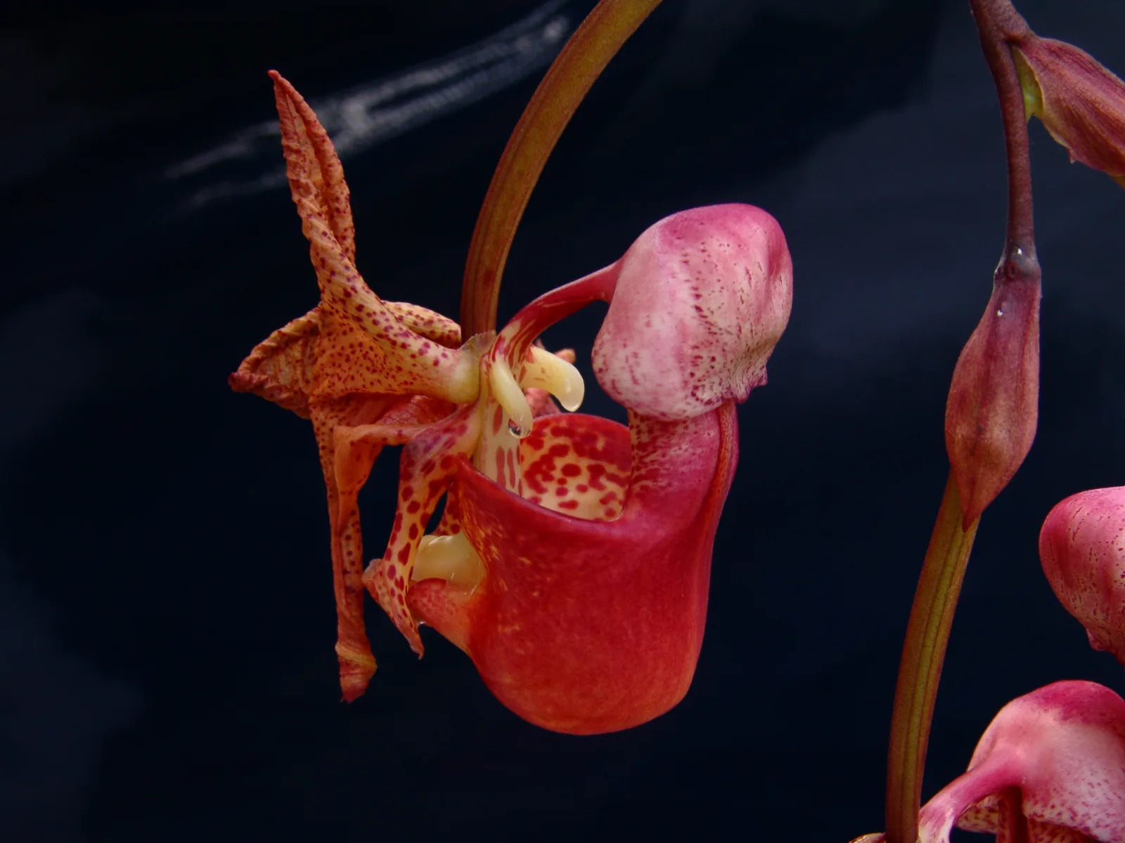 CORYANTHES AFIN PANAMENSE  'RED'