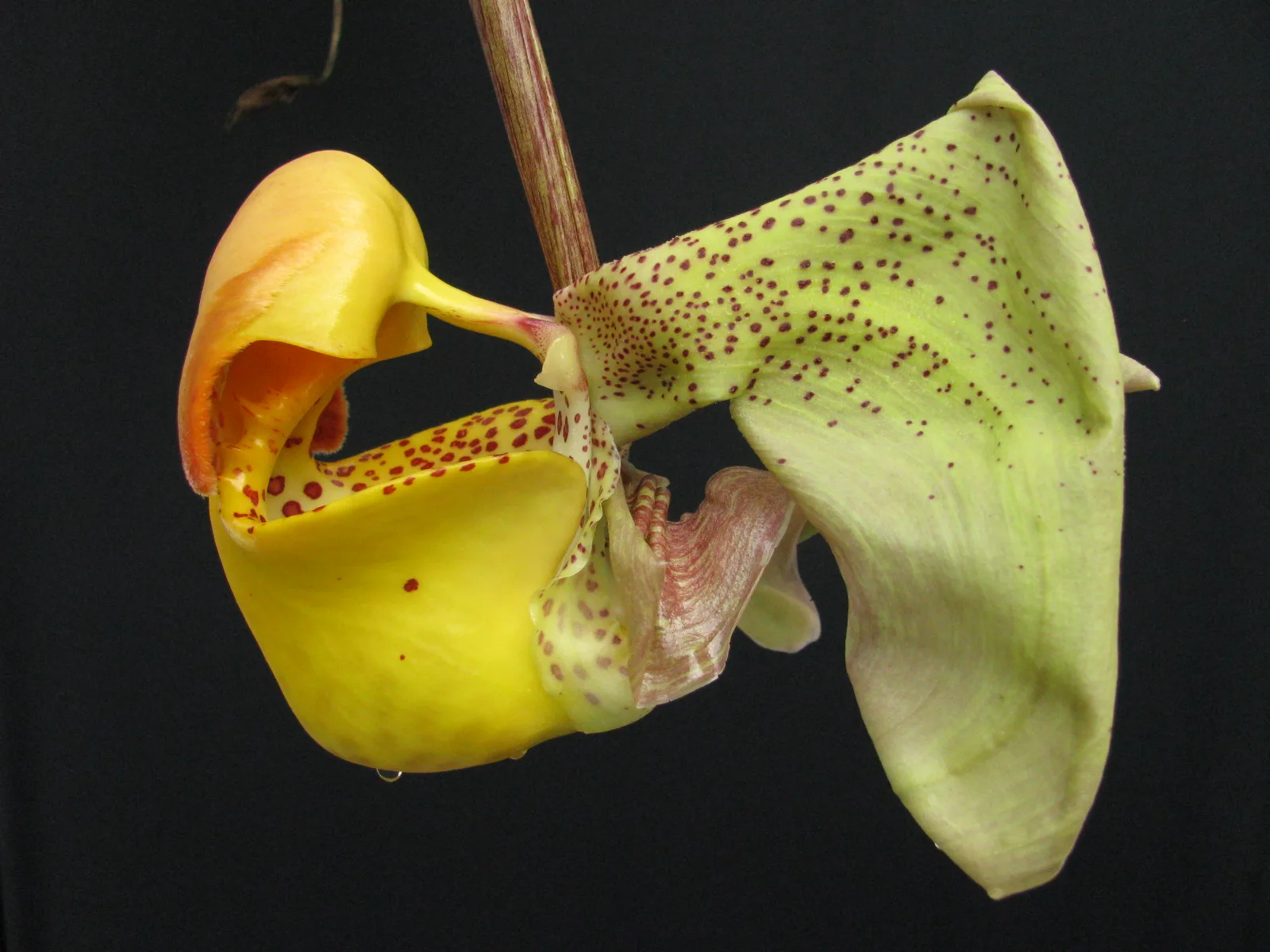 CORYANTHES BRUCHMUELLERII  