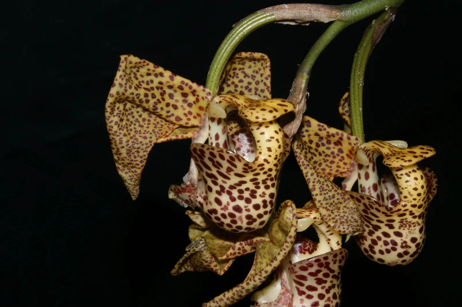 CORYANTHES ELEGANTIUM  