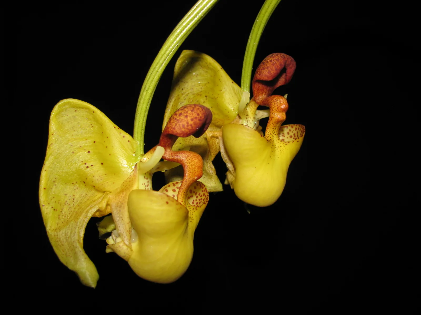 CORYANTHES MISSASII  