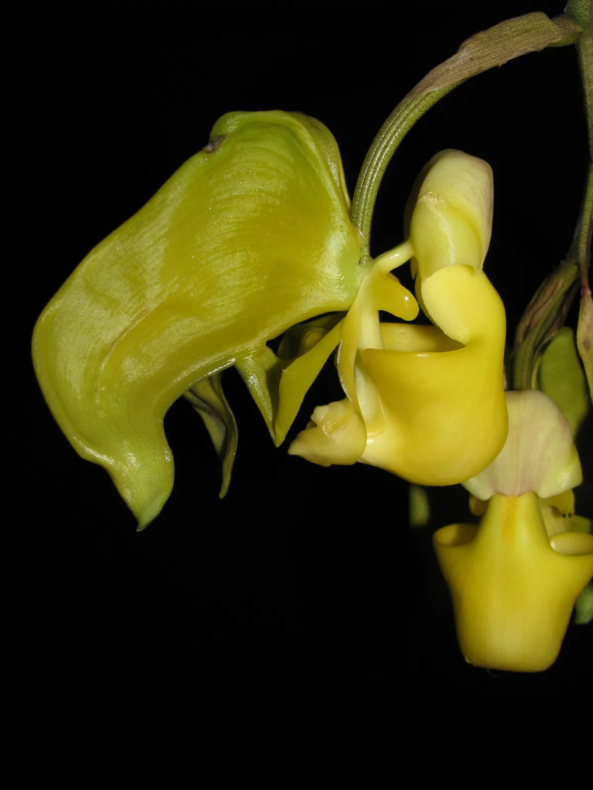 CORYANTHES PANAMENSE  