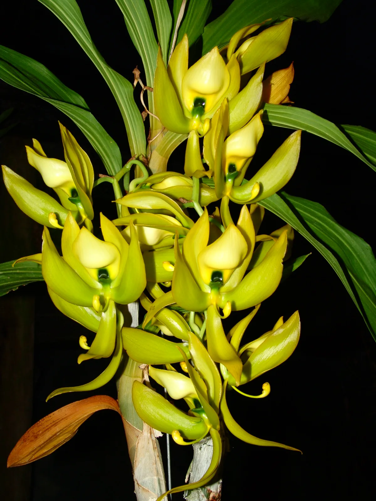 CYCNOCHES CLOROCHILON  