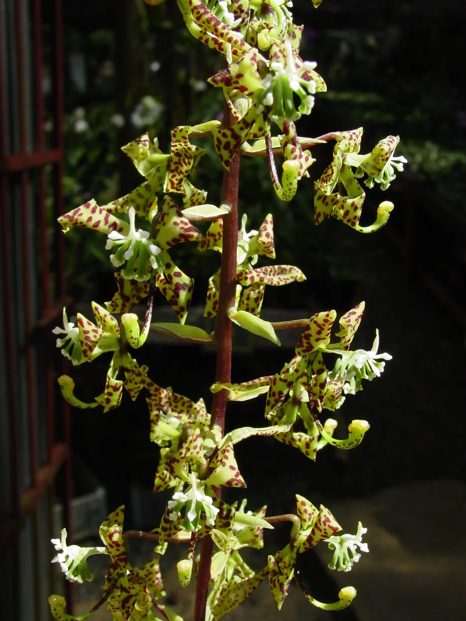 CYCNOCHES DENSIFLLORUM  