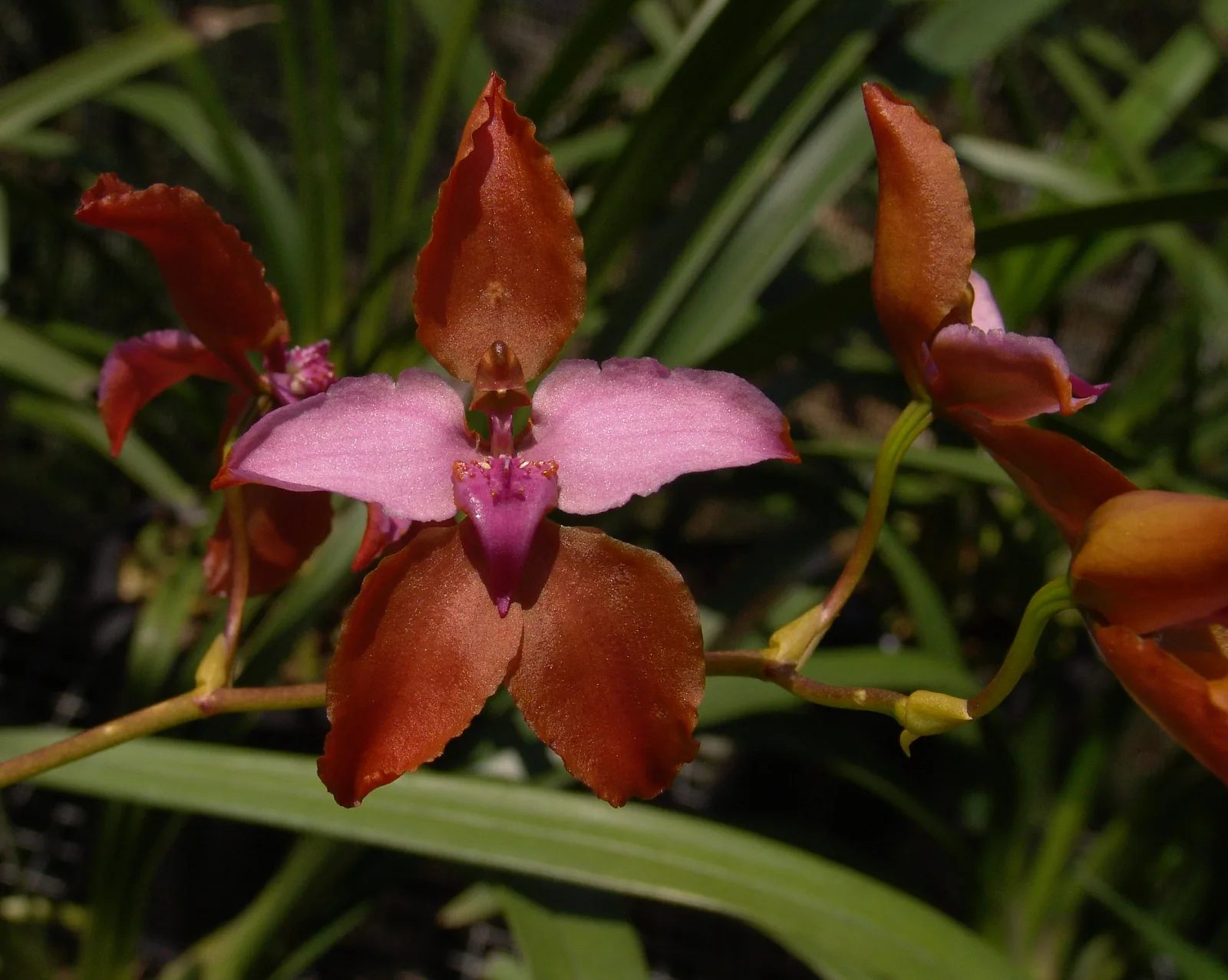 CYRTOCHILUM ORGIALE.  