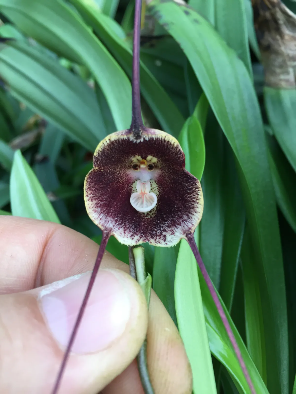 DRACULA BENEDICTII  'HUBEINI'