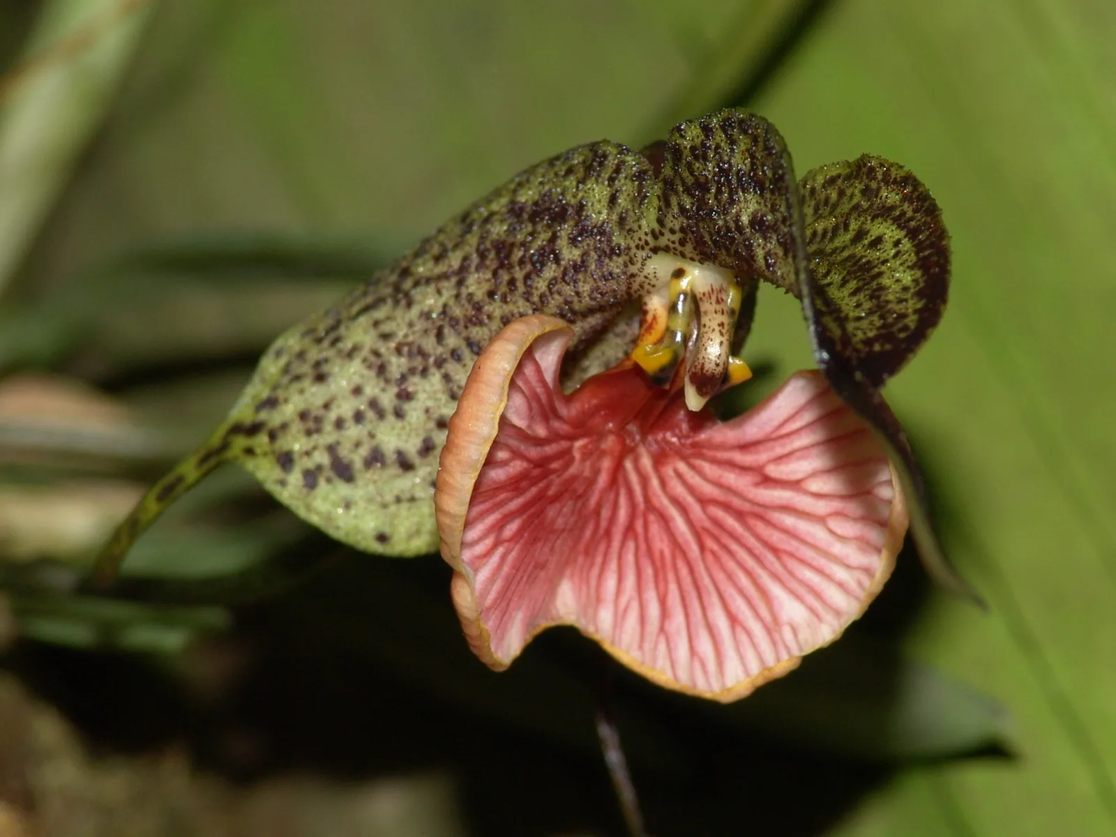 DRACULA CHESTERTONII  