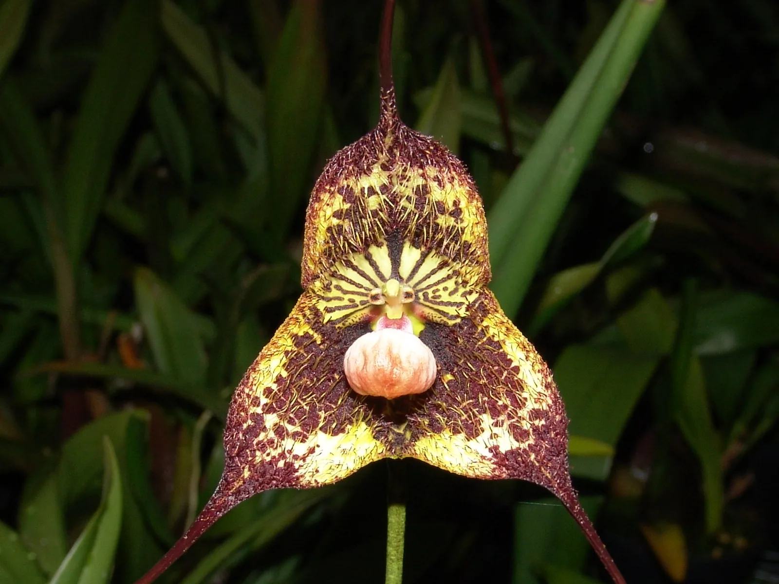 DRACULA ROBLEDORUM  'SPECIAL'