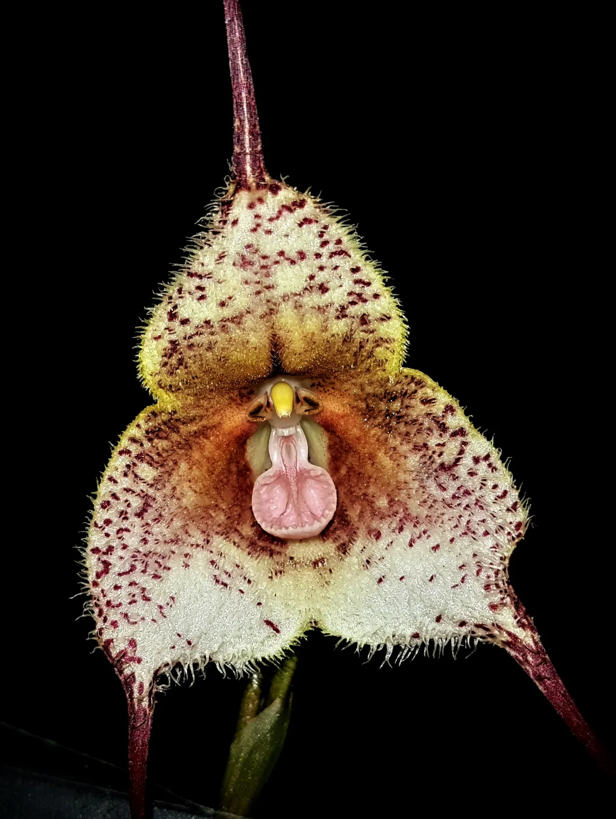 DRACULA SENES FURENS  