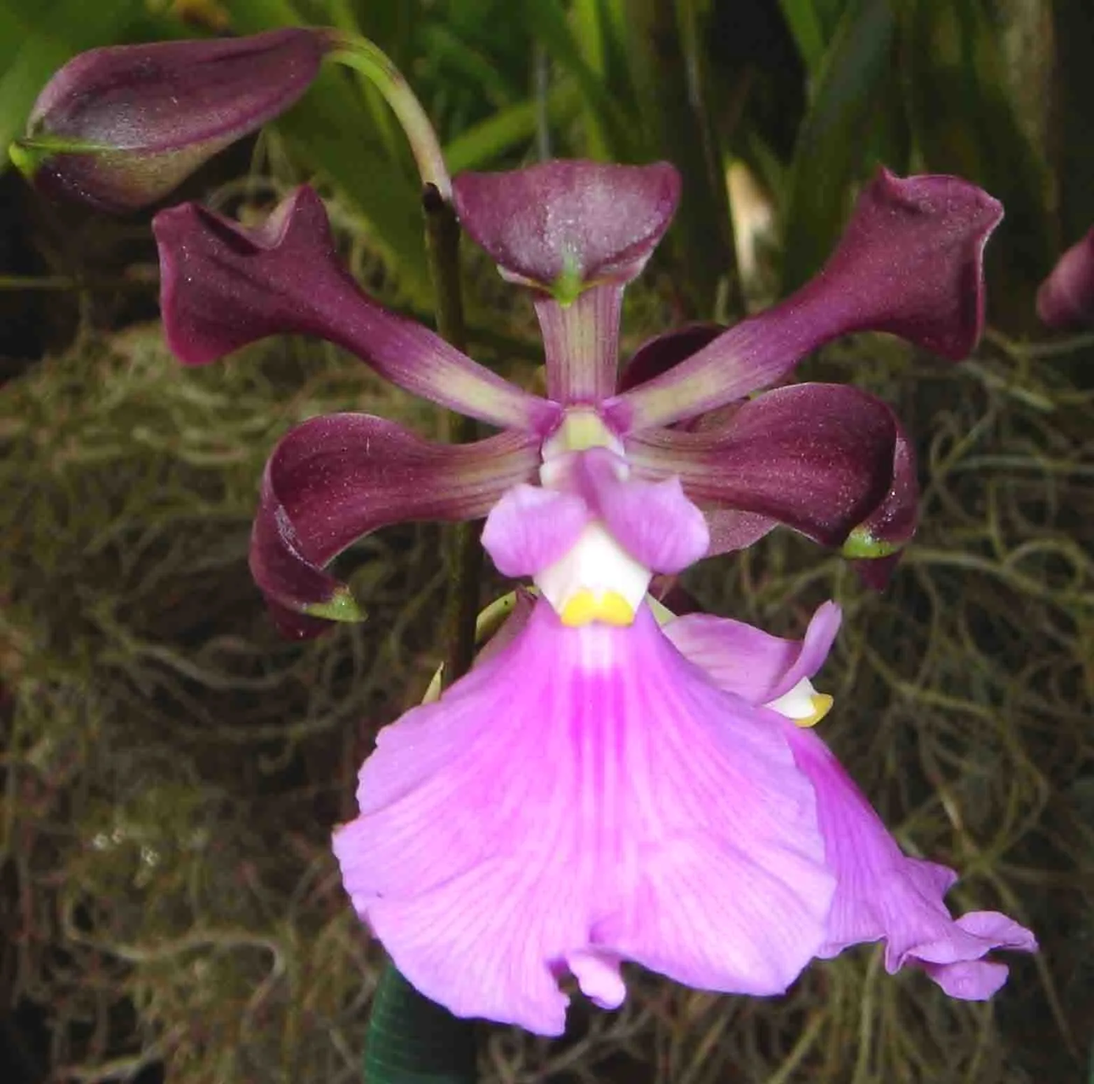ENCYCLIA CORDIGERA  'PINK LIP'