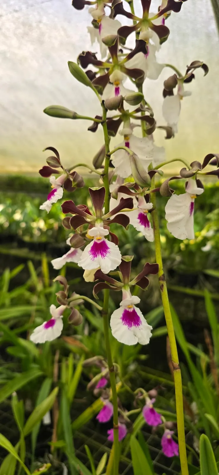 ENCYCLIA MACROCHILA  'WHITE LIP'