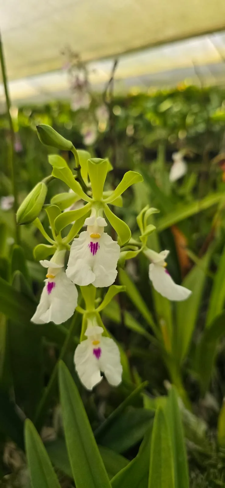 ENCYCLIA MACROCHILA  'CUASI ALBA'