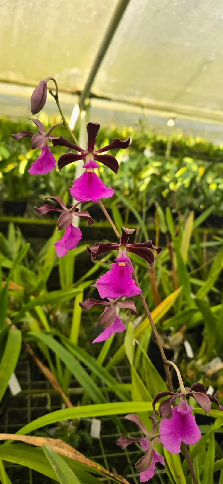 ENCYCLIA MACROCHILA  'DARK'
