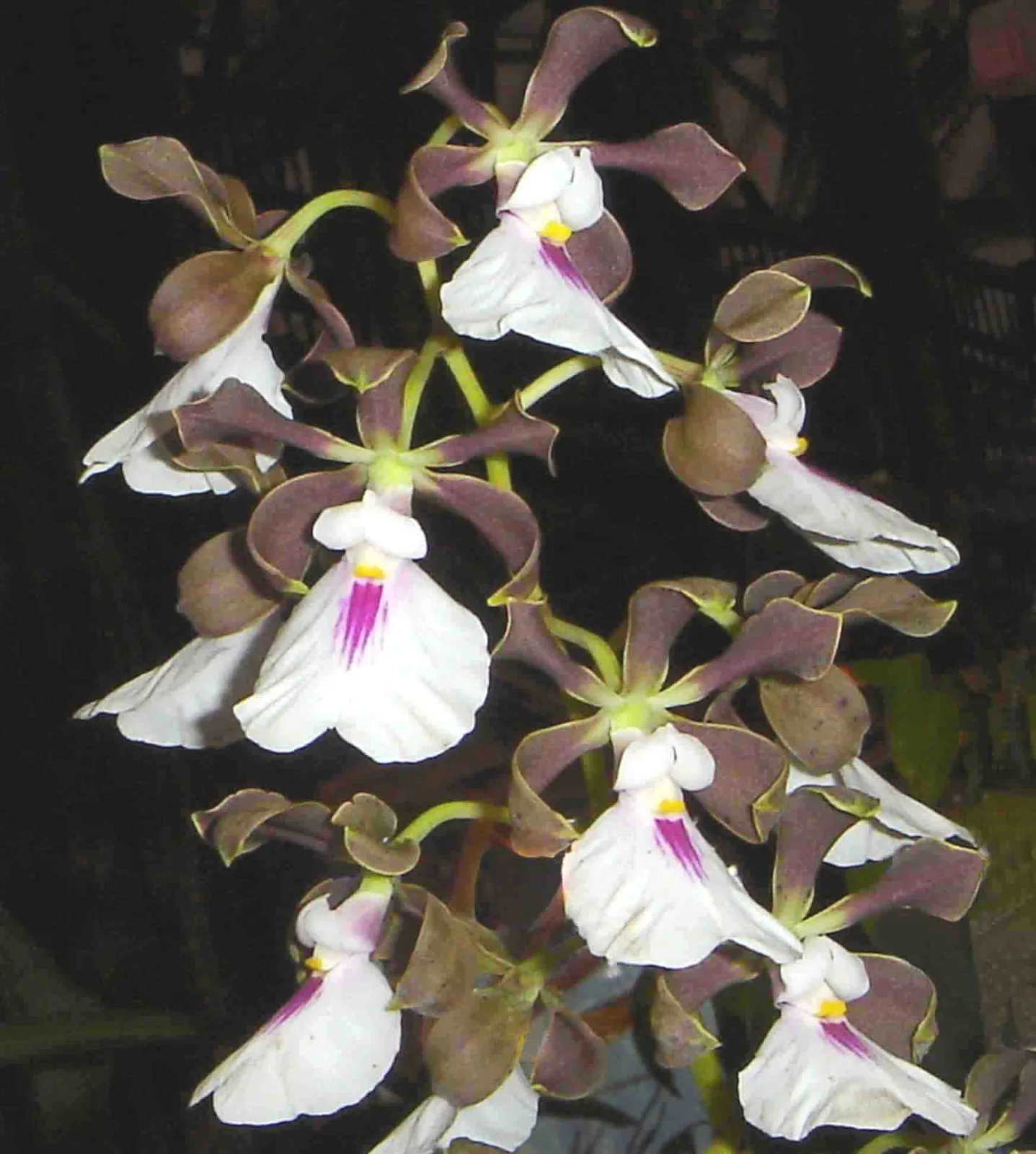 ENCYCLIA CORDIGERA  'WHITE LIP'