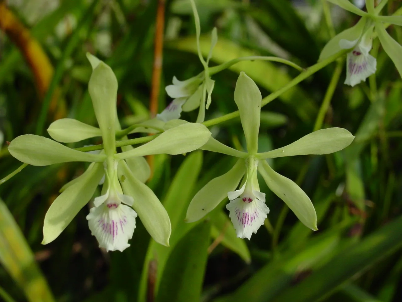 ENCYCLIA PROFUSA  