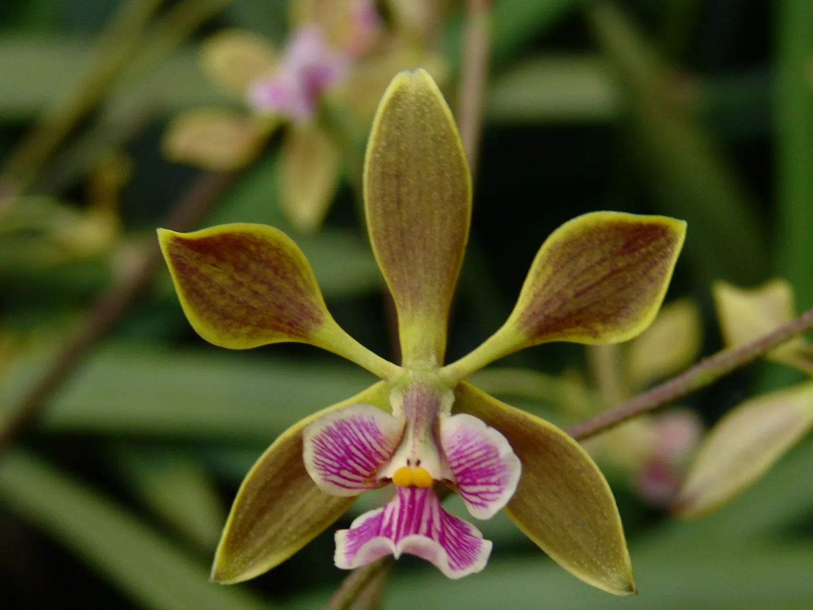 ENCYCLIA ONCIDIOIDES  