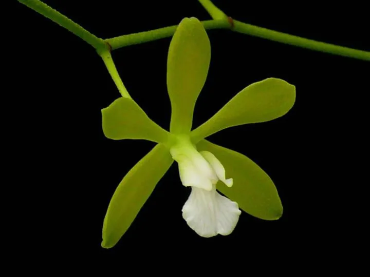 ENCYCLIA STELLATA  
