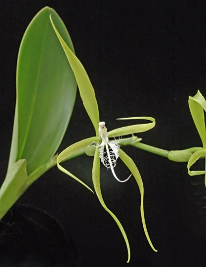 EPIDENDRUM CILIARE  