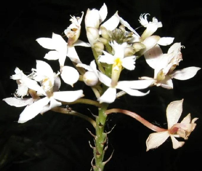 EPIDENDRUM IBAGUENSE  
