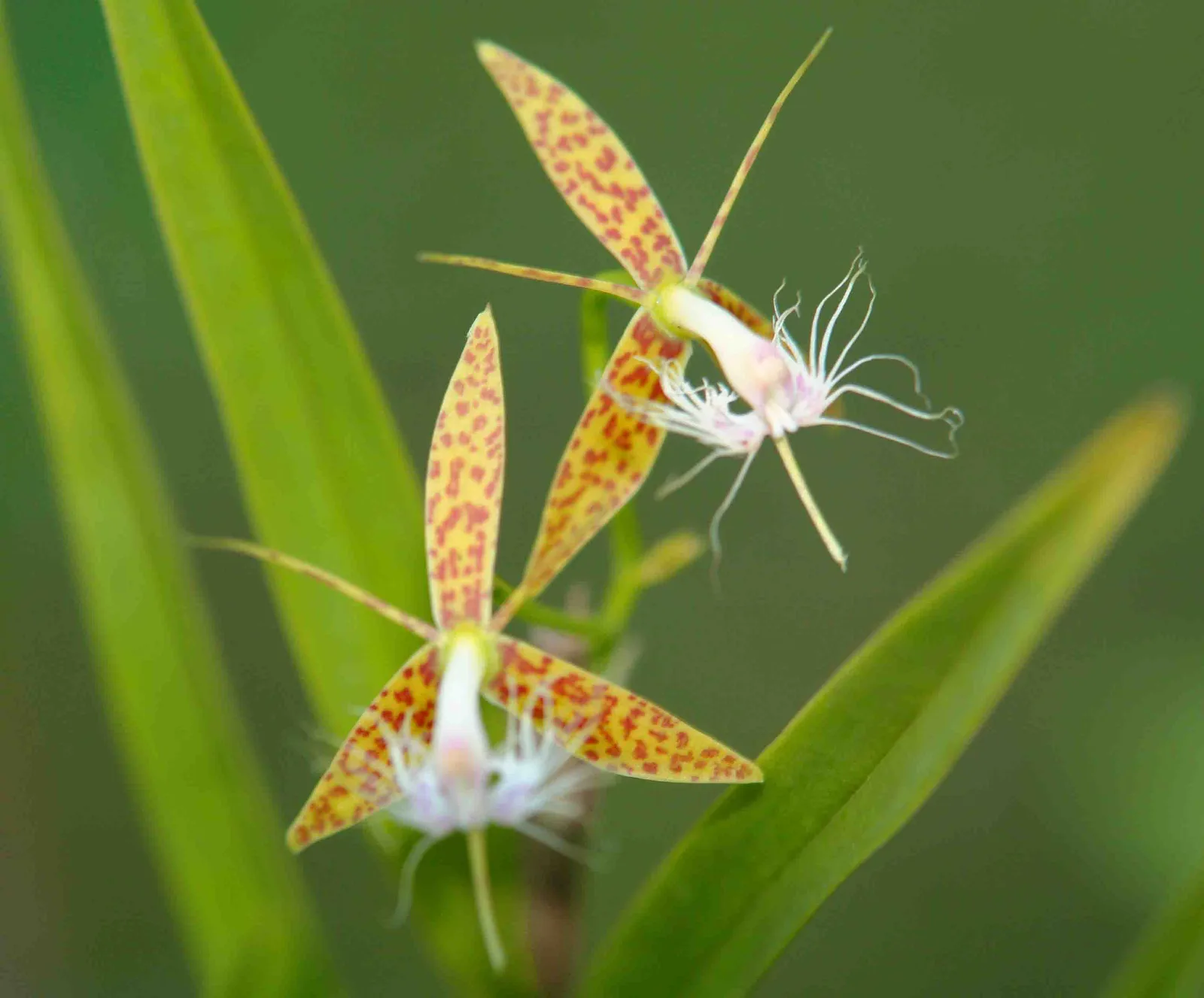 EPIDENDRUM CRINIFERUM  