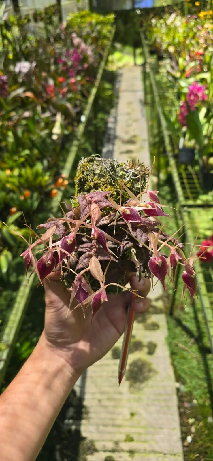 EPIDENDRUM ESCOBARIANUM  