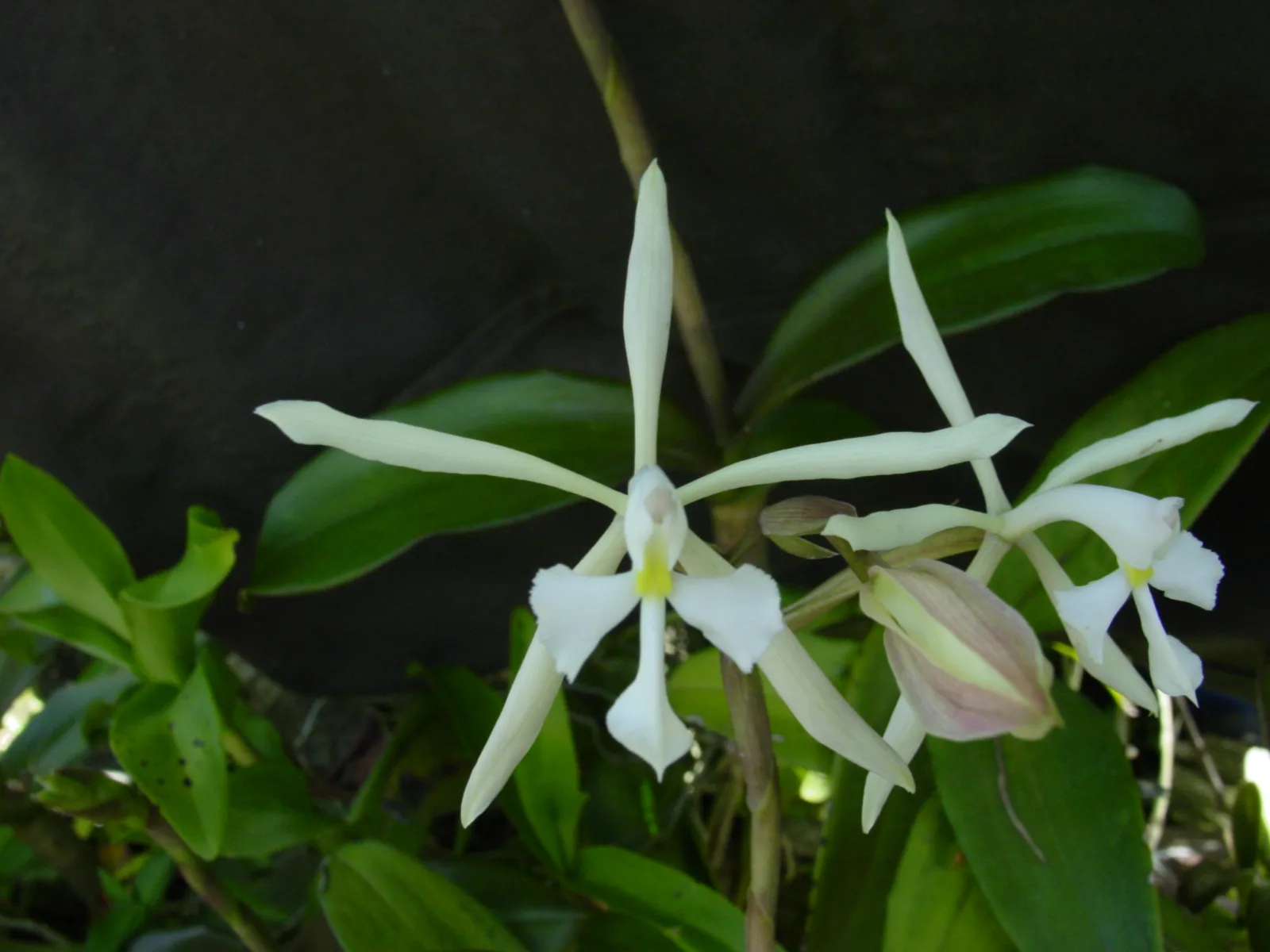 EPIDENDRUM VIVIPARUM  