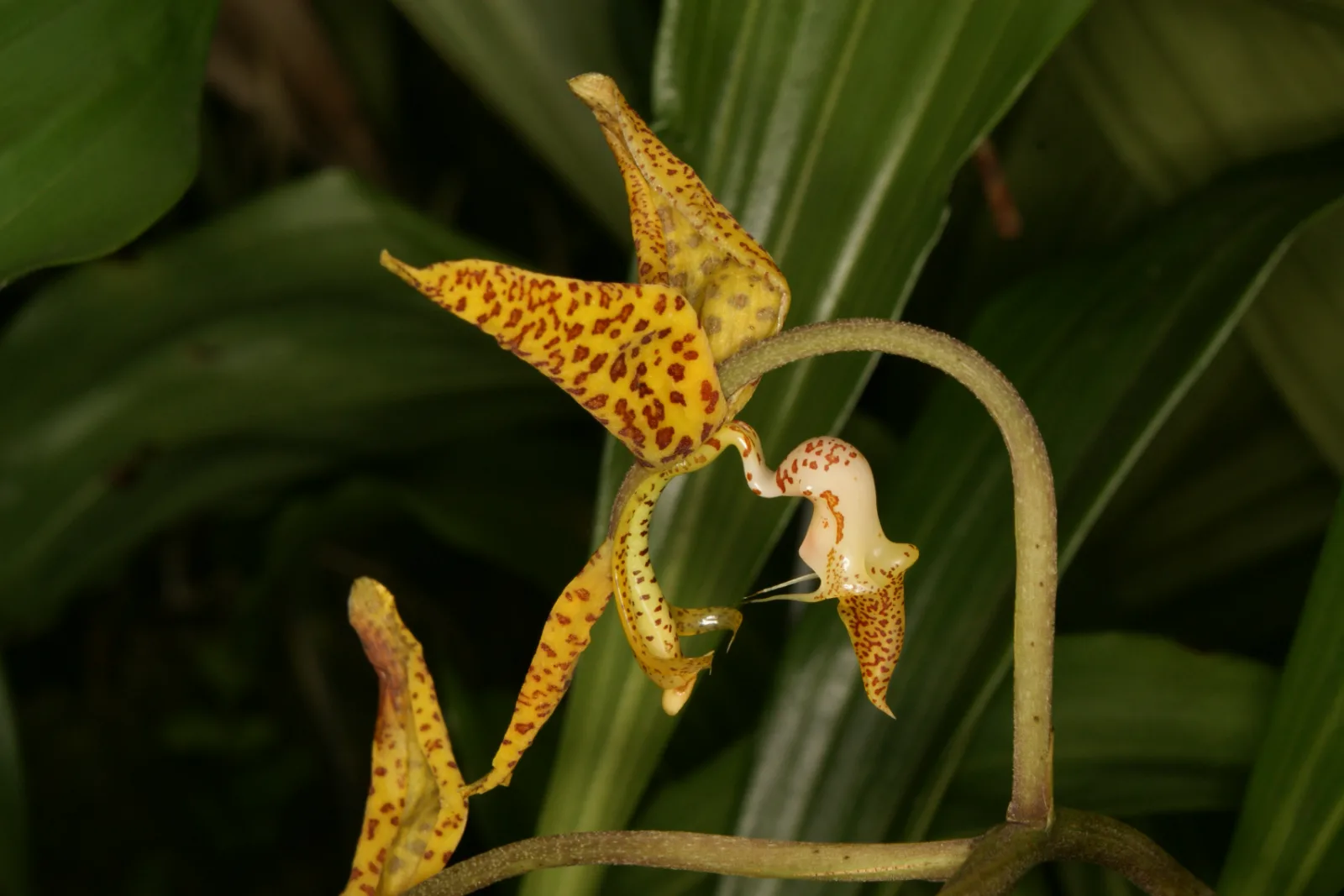 GONGORA GRATULABUNDA  