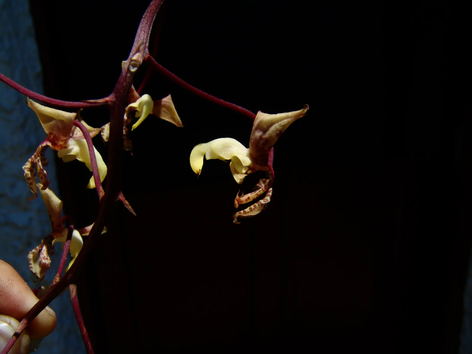 GONGORA SCAPHEPHORUS  