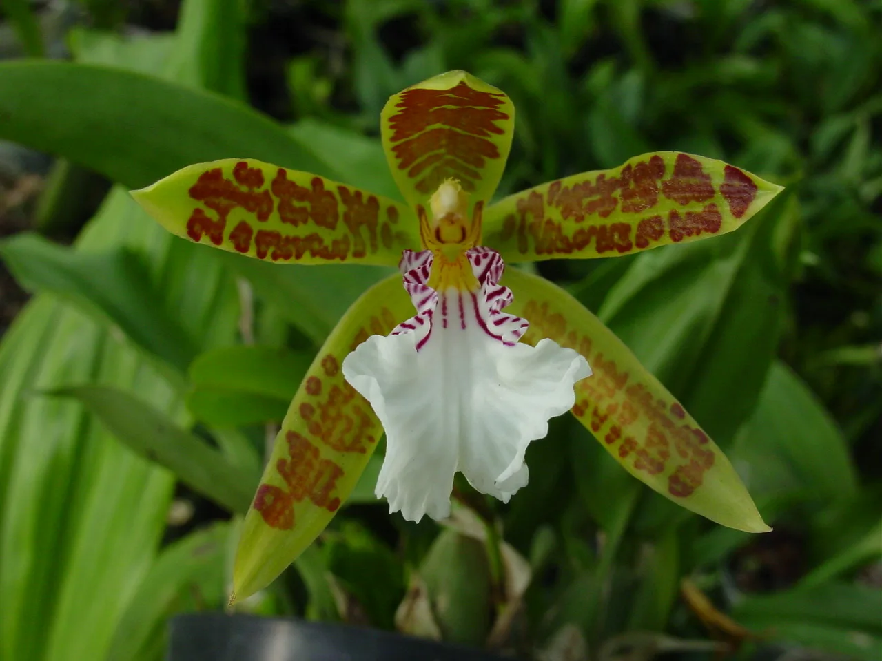 HELCIA SANGUINOLENTA  