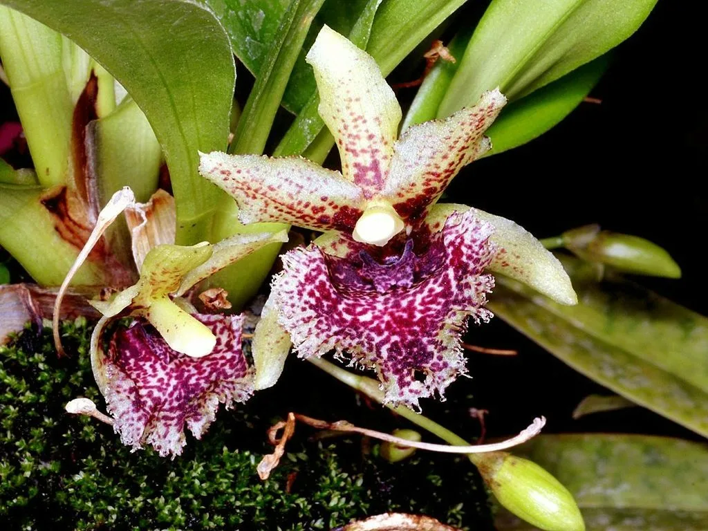 KEFERSTENIA TOLIMENSIS  