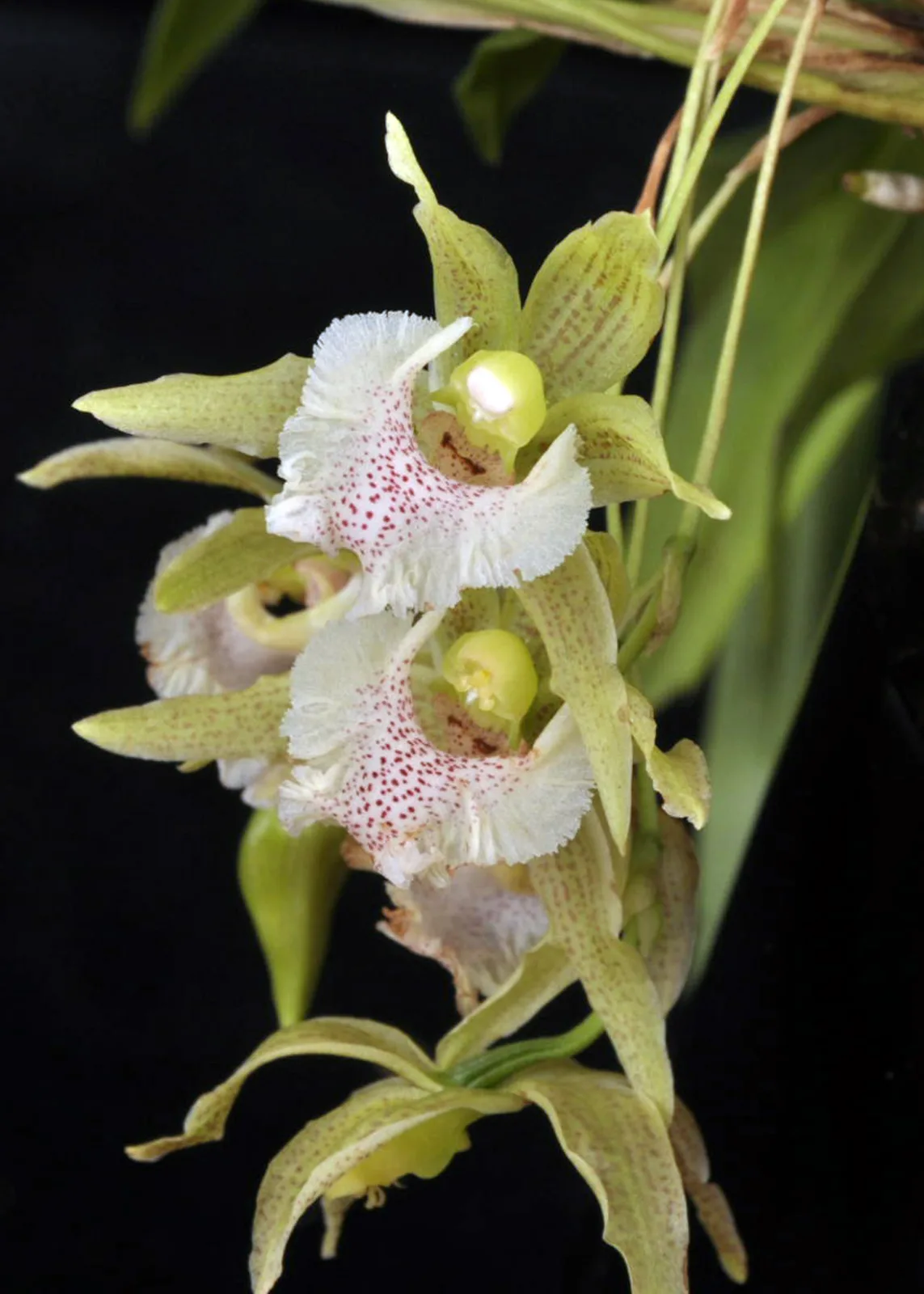 KEFERSTENIA GRAMINEA  