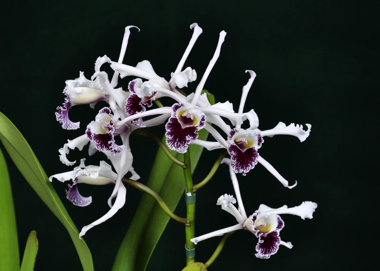 LAELIA CRISPA  