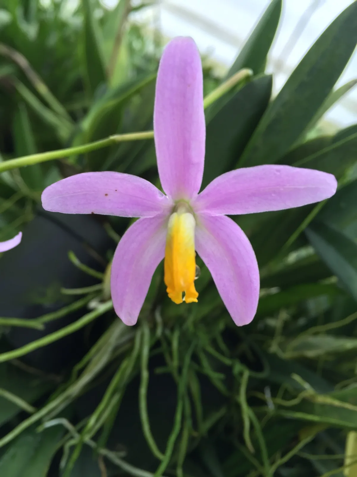 LAELIA LUCASIANA  