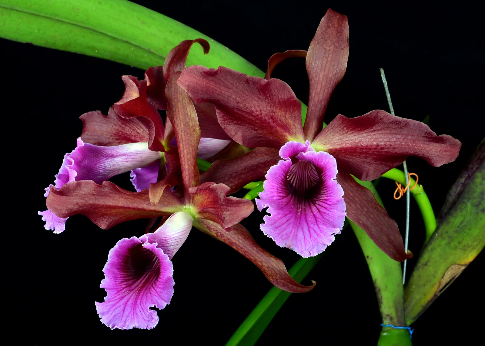 LAELIA TENEBROSA  