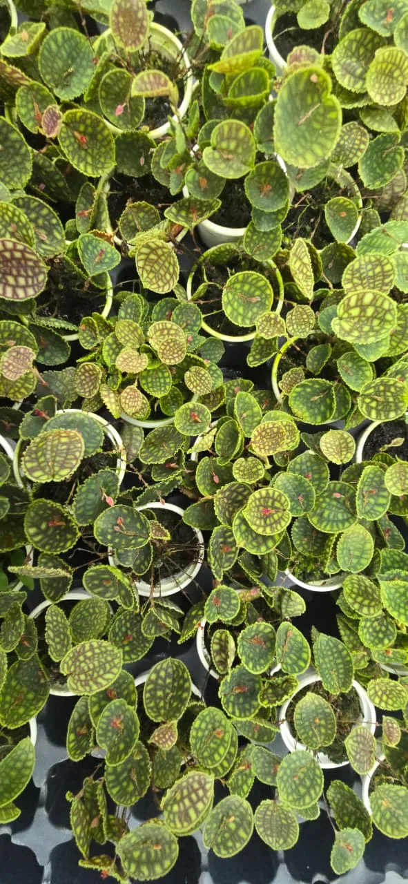 LEPANTHES CALODYCTION  