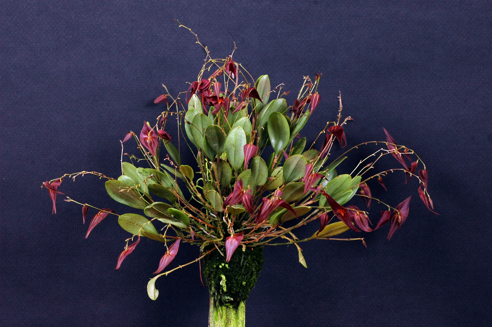 LEPANTHES ELEGANTULA  