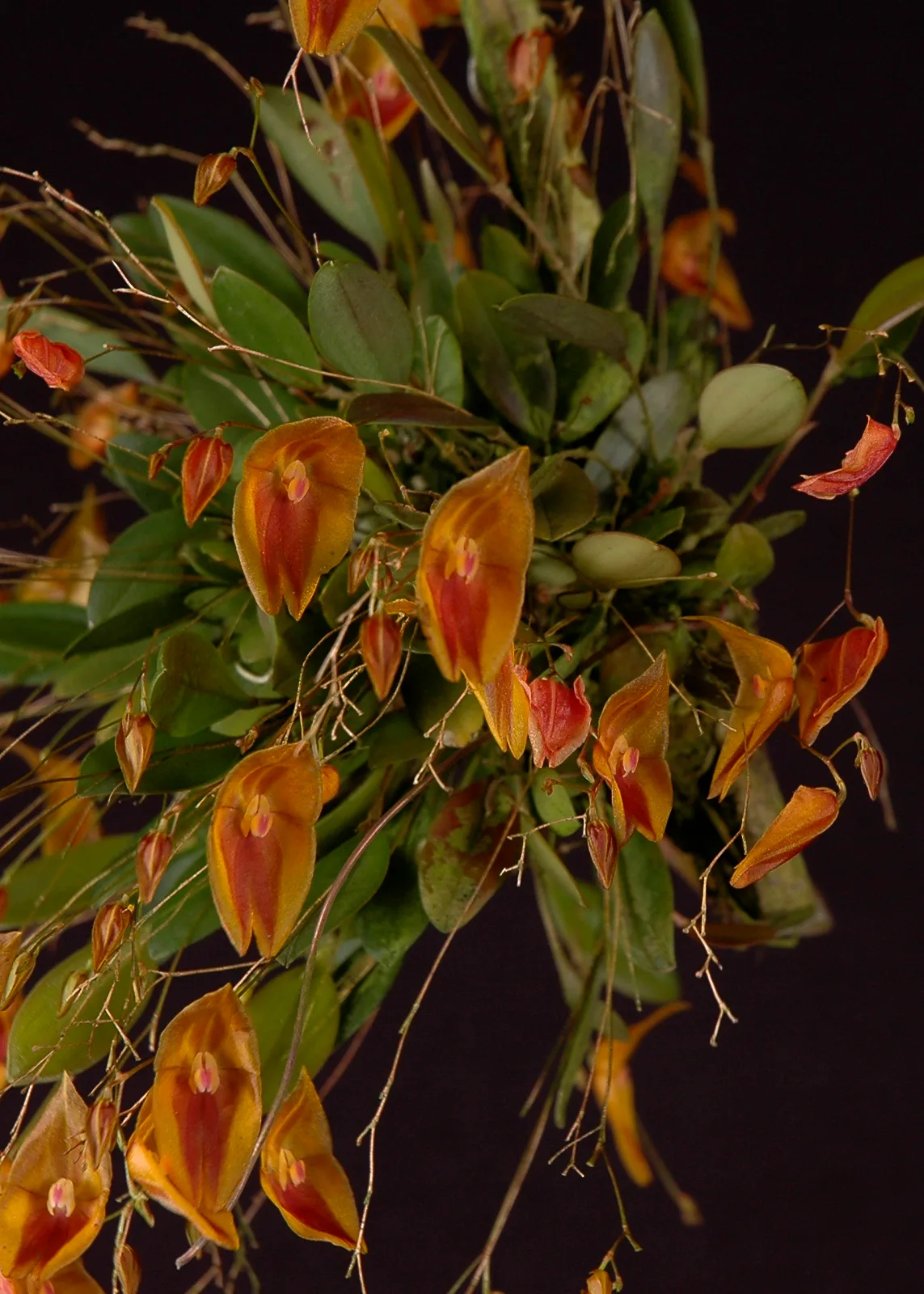 LEPANTHES ESCOBARIANA.  