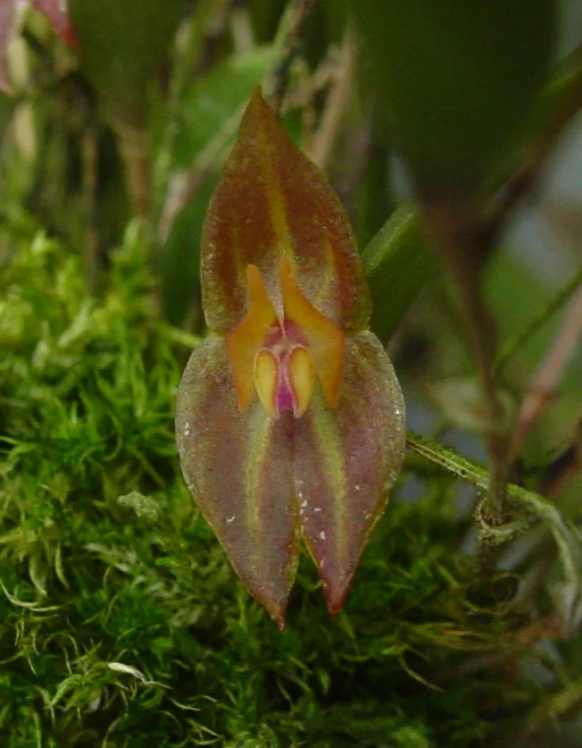 LEPANTHES MARTHAE  
